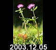 2003.12.05