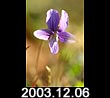 2003.12.06