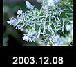 2003.12.08