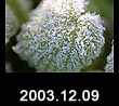 2003.12.09