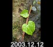 2003.12.12