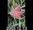 2003.12.13
