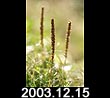 2003.12.15
