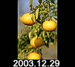 2003.12.29