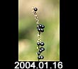 2004.01.16