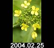 2004.02.25