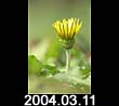 2004.03.11