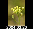 2004.03.20