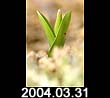 2004.03.31