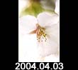 2004.04.03