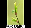 2004.04.08
