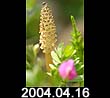 2004.04.16