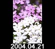 2004.04.21