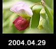 2004.04.29