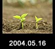 2004.05.16