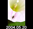 2004.05.20