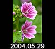 2004.05.29