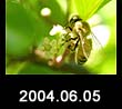 2004.06.05