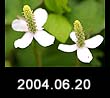2004.06.20