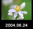2004.06.24