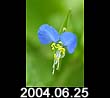 2004.06.25