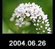 2004.06.26