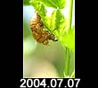 2004.07.07