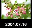 2004.07.16