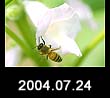 2004.07.24