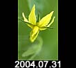 2004.07.31