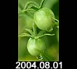 2004.08.01