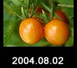 2004.08.02