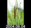 2004.08.04