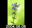2004.08.08