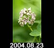 2004.08.23