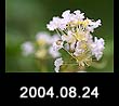 2004.08.24