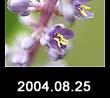 2004.08.25