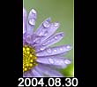 2004.08.30
