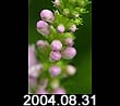 2004.08.31