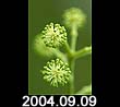 2004.09.09