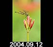2004.09.12