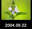 2004.09.22