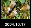 2004.10.17