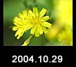 2004.10.29
