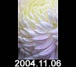 2004.11.06