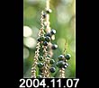 2004.11.07
