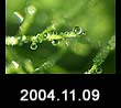 2004.11.09