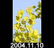 2004.11.10