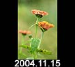 2004.11.15