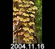 2004.11.16